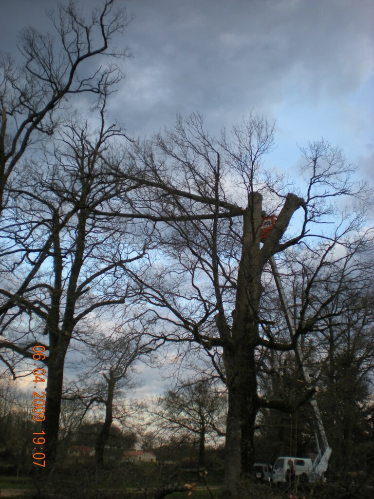 Taille d'entretien, réduction et mise en sécurité de tous types d'arbres.